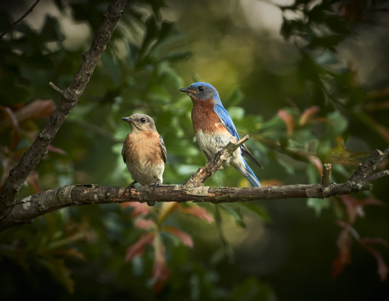 Bluebirds