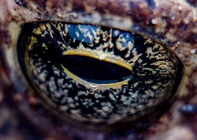 eye of toad