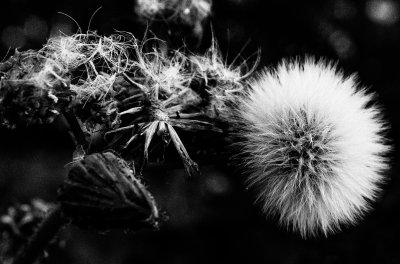 Thistle