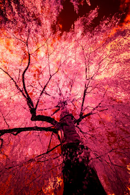 Trees of Fire
