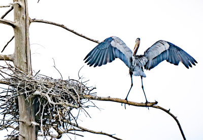 blue heron landing