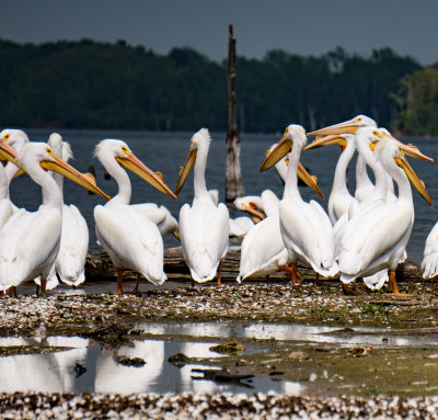 pelicans near tree on Bird Island