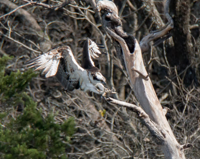 Osprey landing at Squaw Creek