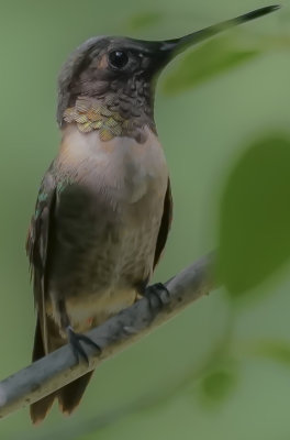 Hummingbird on a branch in detail