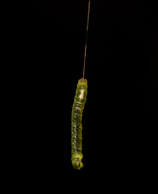 Inch worm