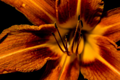 Daylily