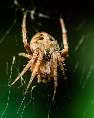 garden spider