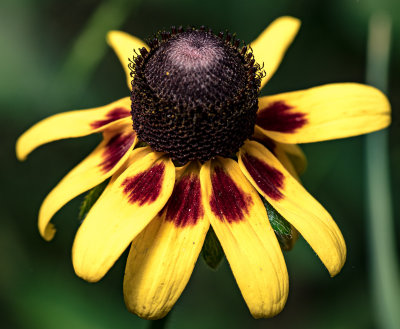 Mexican Hat