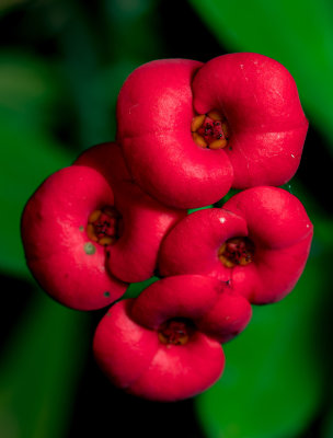 Crown of Thorns