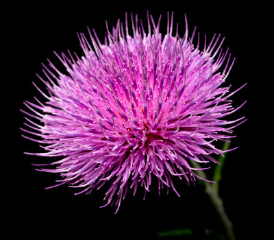 thistle