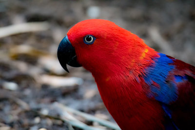 parrot