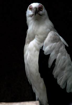 Vulture