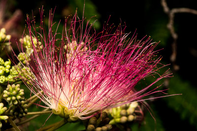 Mimosa Tree Blossom