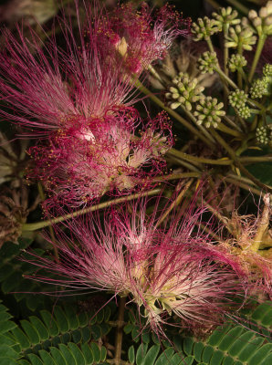 Mimosa Tree