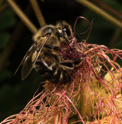 Mimosa Blossom and bee