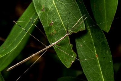 Short-horned Walking stick