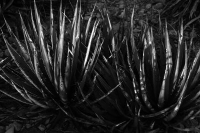 yucca plants