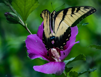 Tiger Swallowtail