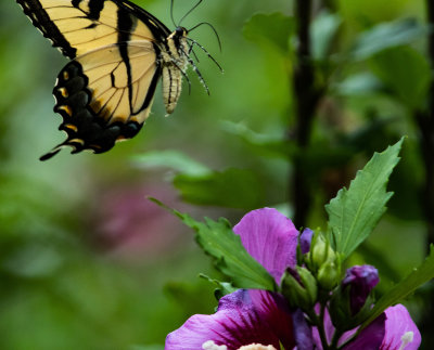 Tiger Swallowtail