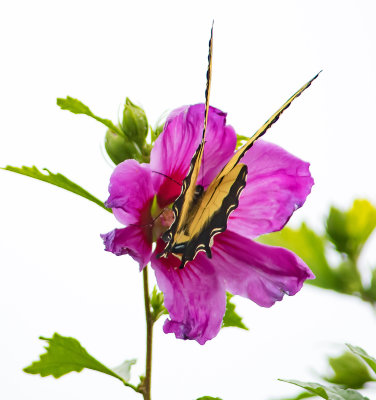 Tiger Swallowtail