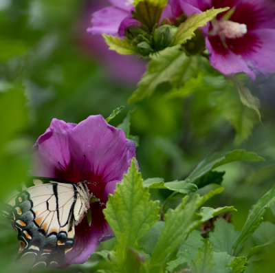 Tiger Swallowtail