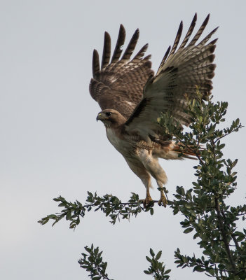 red-tailed hawk lifting off