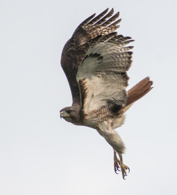 red-tailed hawk in flight
