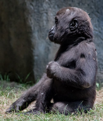 baby gorilla