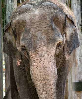 elephant head