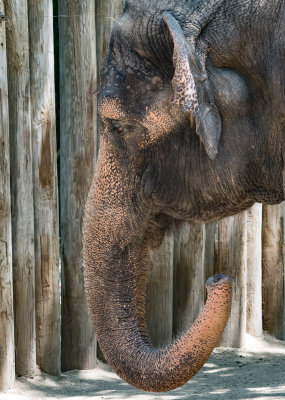 elephant