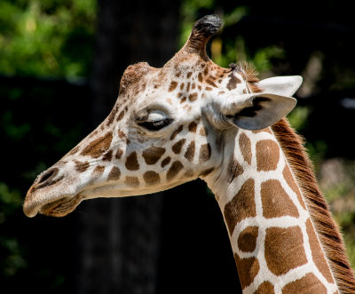 giraffe head