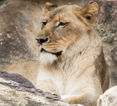 lion female