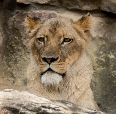 lion female.jpg