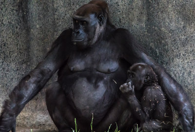 mother and baby gorilla in cave