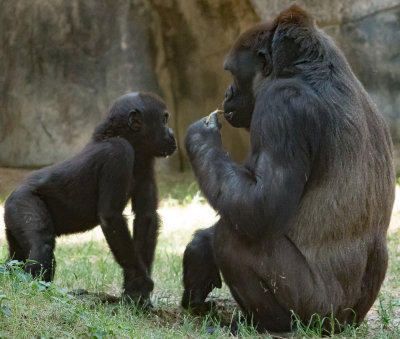 mother and baby gorilla