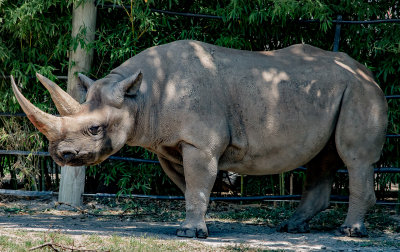 rhino full body
