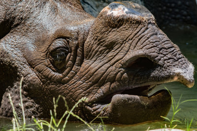 rino in water