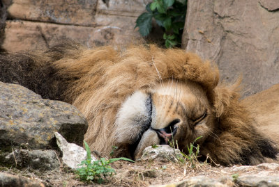 sleeping lion