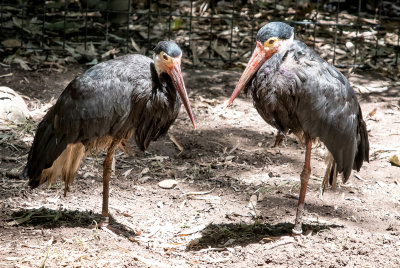 storks