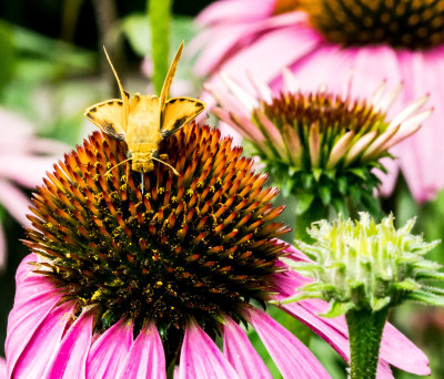 Butterfly on cone flower