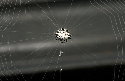 Spiney-back orb weaver spider