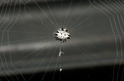 Spiney-back orb weaver spider