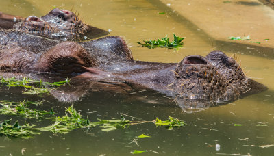 hippo in the water.jpg