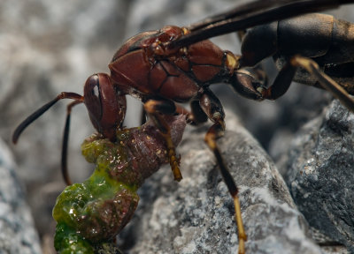 Wasp munching on a caterpillar