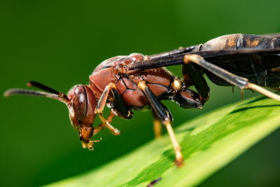 Wasp cleaning his teeth