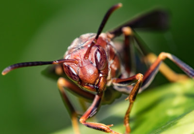 Wasp head