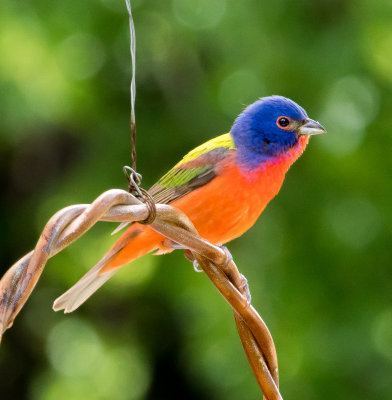 Painted Bunting on handle