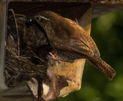 Wren feeding baby