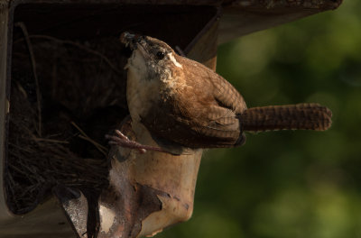 Wren with bug