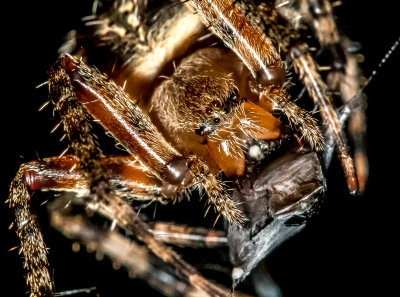 orb weaver spider's eyes